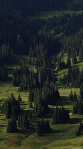 Preview wallpaper spruce, trees, forest, grass, slope