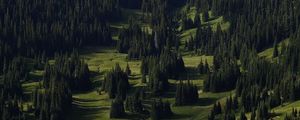 Preview wallpaper spruce, trees, forest, grass, slope