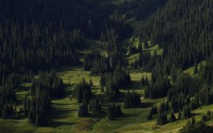 Preview wallpaper spruce, trees, forest, grass, slope