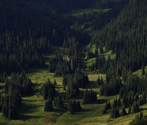 Preview wallpaper spruce, trees, forest, grass, slope