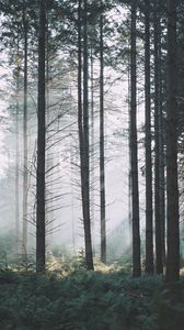 Preview wallpaper spruce, trees, forest, fog, branches