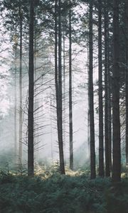 Preview wallpaper spruce, trees, forest, fog, branches