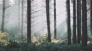 Preview wallpaper spruce, trees, forest, fog, branches