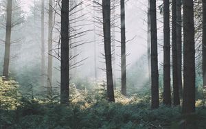 Preview wallpaper spruce, trees, forest, fog, branches