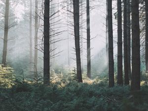 Preview wallpaper spruce, trees, forest, fog, branches