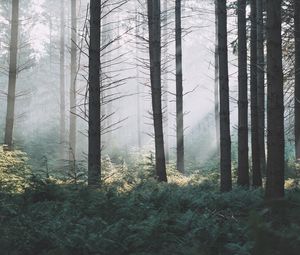 Preview wallpaper spruce, trees, forest, fog, branches