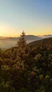 Preview wallpaper spruce, trees, forest, hills, sky