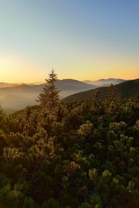 Preview wallpaper spruce, trees, forest, hills, sky