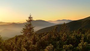 Preview wallpaper spruce, trees, forest, hills, sky