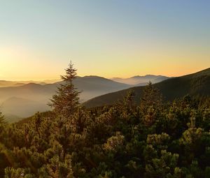 Preview wallpaper spruce, trees, forest, hills, sky