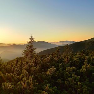 Preview wallpaper spruce, trees, forest, hills, sky