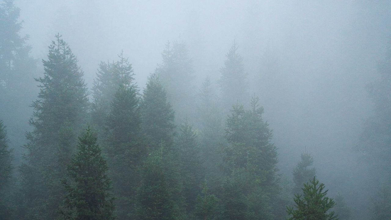 Wallpaper spruce, trees, forest, fog, nature