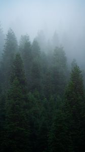 Preview wallpaper spruce, trees, forest, fog, nature