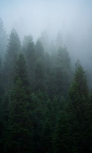 Preview wallpaper spruce, trees, forest, fog, nature