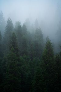 Preview wallpaper spruce, trees, forest, fog, nature