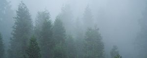 Preview wallpaper spruce, trees, forest, fog, nature