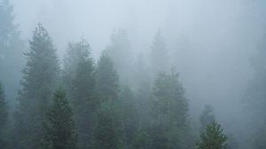 Preview wallpaper spruce, trees, forest, fog, nature