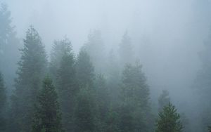 Preview wallpaper spruce, trees, forest, fog, nature