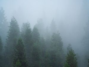 Preview wallpaper spruce, trees, forest, fog, nature