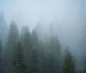 Preview wallpaper spruce, trees, forest, fog, nature