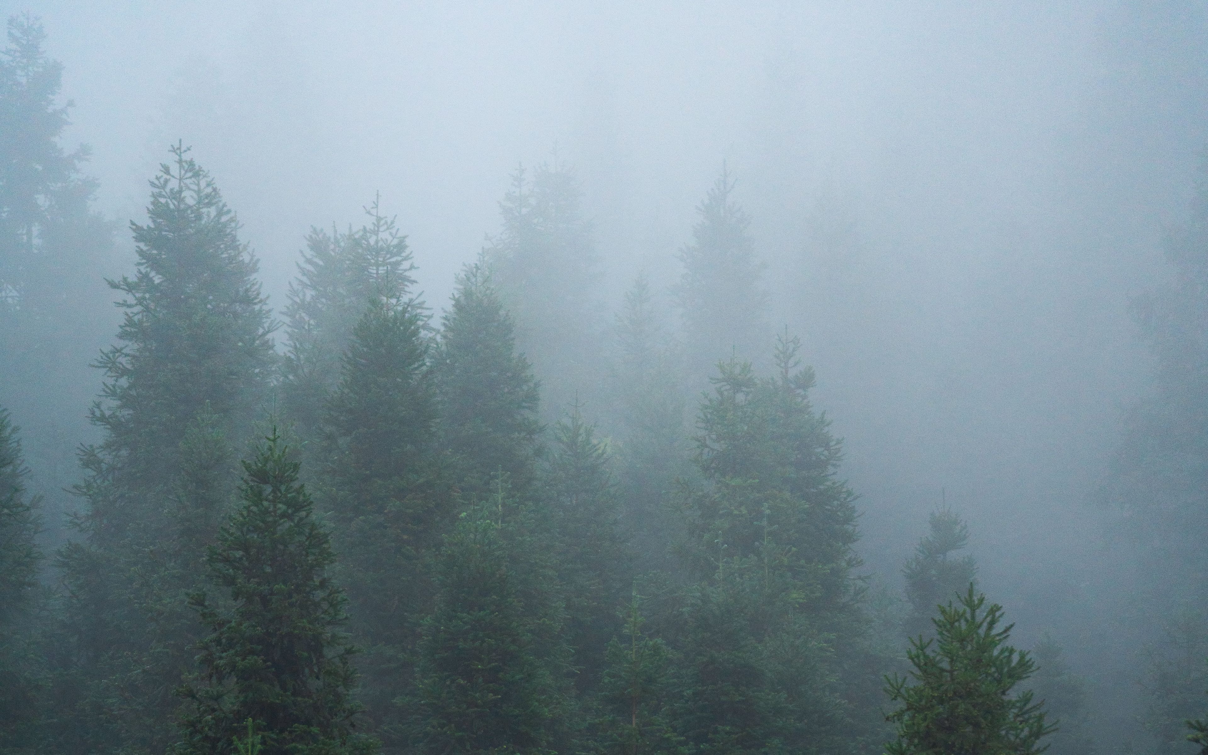 Лес в тумане 5к