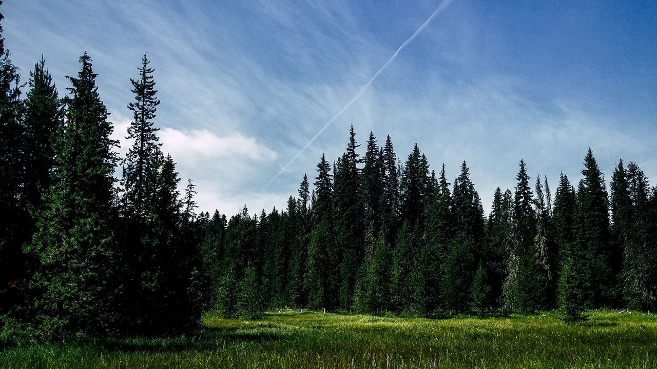 Wallpaper spruce, trees, grass, sky