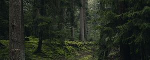 Preview wallpaper spruce, trees, grass, forest