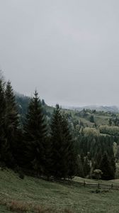 Preview wallpaper spruce, trees, grass, forest, fog