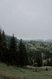 Preview wallpaper spruce, trees, grass, forest, fog