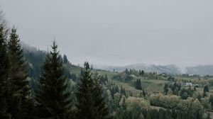 Preview wallpaper spruce, trees, grass, forest, fog