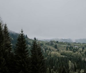 Preview wallpaper spruce, trees, grass, forest, fog