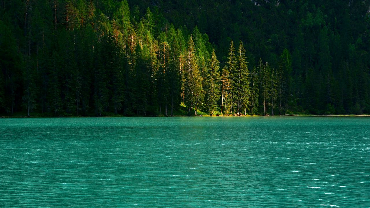 Wallpaper spruce, trees, lake, water, glare