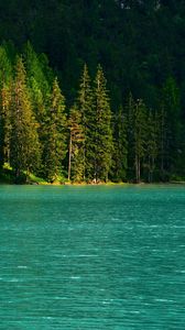 Preview wallpaper spruce, trees, lake, water, glare