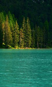 Preview wallpaper spruce, trees, lake, water, glare