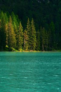 Preview wallpaper spruce, trees, lake, water, glare