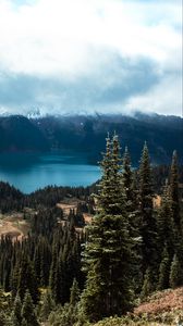 Preview wallpaper spruce, trees, mountains, distance, clouds