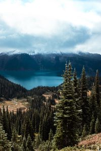 Preview wallpaper spruce, trees, mountains, distance, clouds