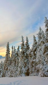 Preview wallpaper spruce, trees, mountains, snow, snowy