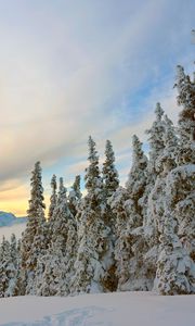 Preview wallpaper spruce, trees, mountains, snow, snowy