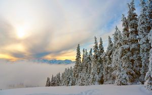 Preview wallpaper spruce, trees, mountains, snow, snowy