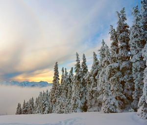 Preview wallpaper spruce, trees, mountains, snow, snowy