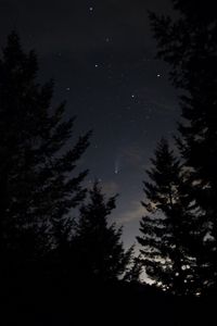Preview wallpaper spruce, trees, night, starry sky, stars