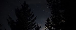 Preview wallpaper spruce, trees, night, starry sky, stars