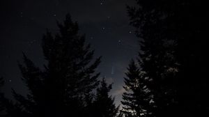 Preview wallpaper spruce, trees, night, starry sky, stars