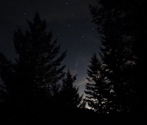 Preview wallpaper spruce, trees, night, starry sky, stars