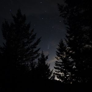 Preview wallpaper spruce, trees, night, starry sky, stars