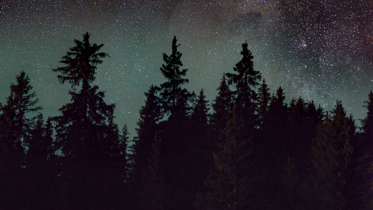 Wallpaper spruce, trees, night, starry sky, stars, nebula