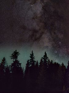 Preview wallpaper spruce, trees, night, starry sky, stars, nebula