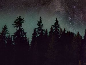 Preview wallpaper spruce, trees, night, starry sky, stars, nebula