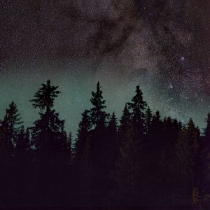 Preview wallpaper spruce, trees, night, starry sky, stars, nebula